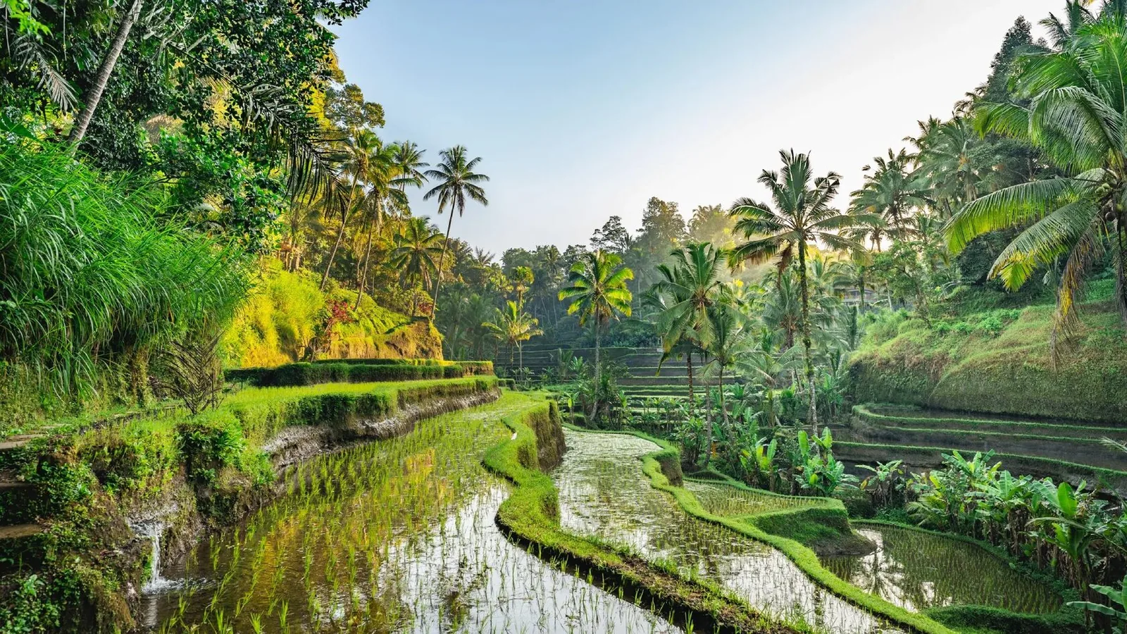 Rice fields and greenery surrounding Berawa, Canggu